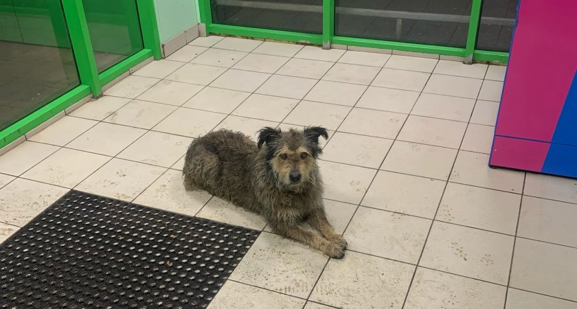 Неизвестный ярославец спас в Брагино собаку от догхантеров