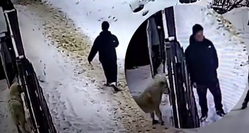 Ярославец отравил газом запертую беспомощную собаку на глазах у друзей
