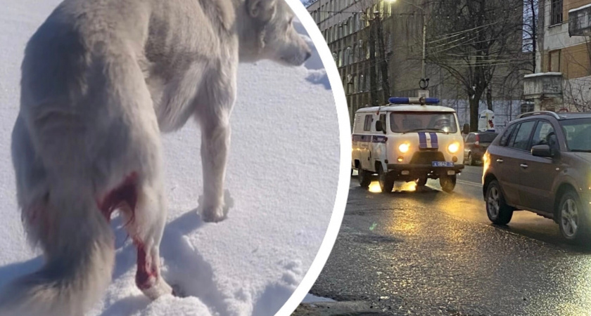 "Они целенаправленно ехали убивать": под Ярославлем подстрелили трех собак