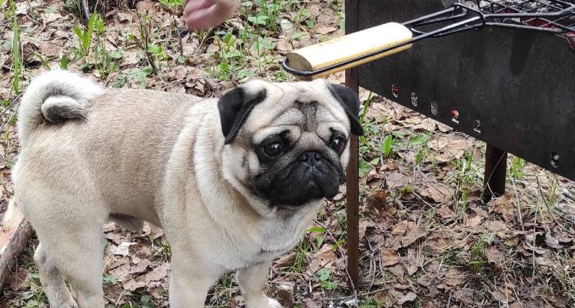 Ярославцев с 1 марта начинают штрафовать за шашлыки