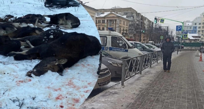 Поймали с поличным: под Ярославлем задержали браконьера, жестоко убившего 5 лосей 