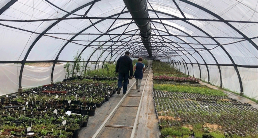 Ярославцам предложили самим выращивать овощи в центре города