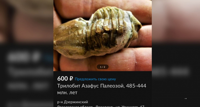 Житель Брагино продает вымершего 200 миллионов лет назад животного