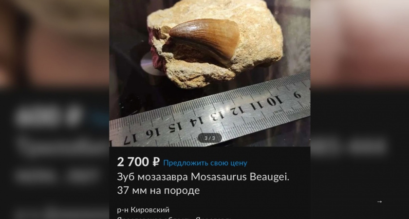 Ярославец выставил на продажу зуб древнего гигантского ящера 