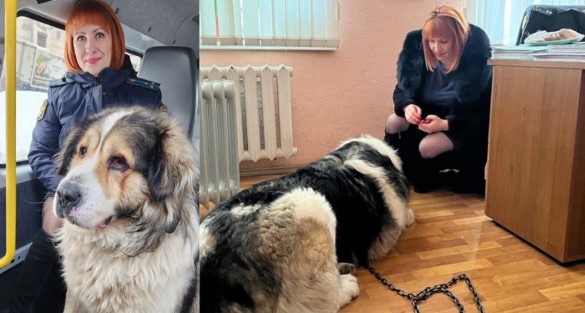 Пропавшего пса Фила спасла судебный пристав из Ярославля