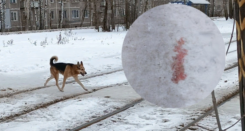 В Ярославле догхантеры снова вышли на охоту