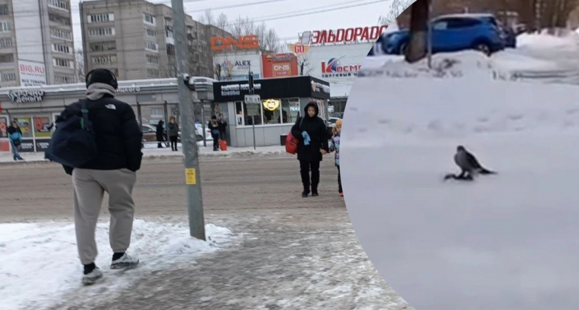 В Брагино завелся кровожадный сокол-убийца 