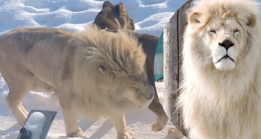 Подаренный бизнесменом белый лев умер в ярославском зоопарке