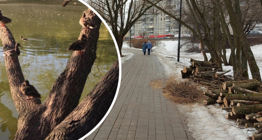 «Парк изуродовали!»: пропажа из парка «Нефтяник» легендарного дерева разъярила ярославцев 