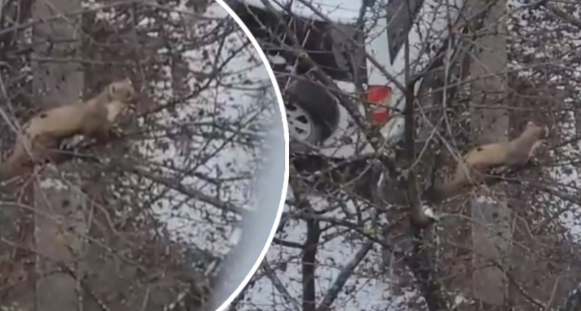 Ярославцы заметили застрявшую на дереве пугливую куницу 