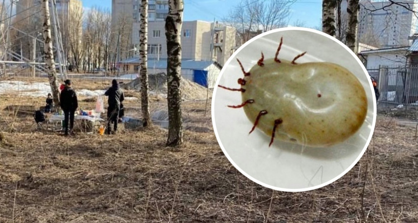 Как влюбить в себя клеща: назвали опасный аромат