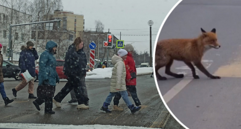 Ярославцы заметили в городе умную лису: почему с рыжей гостьи нужно брать пример