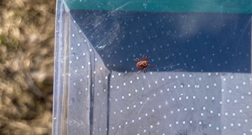 Три штуки оптом: ярославцы рассказывают об атаках клещей