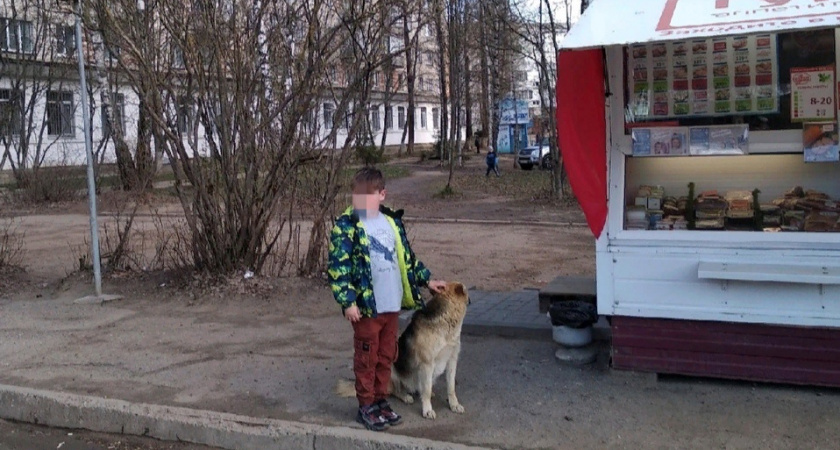 Мэр Ярославля назвал места, в которые запрещено подкидывать бездомных животных