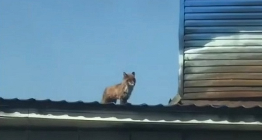 В центре Ярославля лиса забралась на крышу