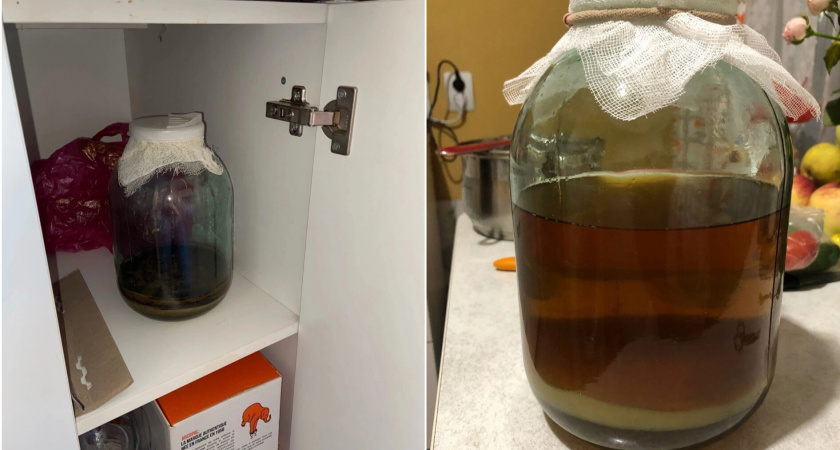 "Порос плесенью, стал жирным": в Ярославле пристраивают "питомца" Павлика