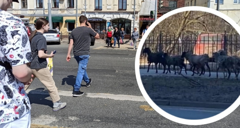 Бараны на тротуаре: Ярославль всё чаще манит животных на прогулки