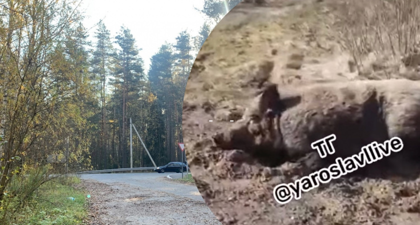 Спасающегося в грязи от насекомых кабана засняли жители Ярославля