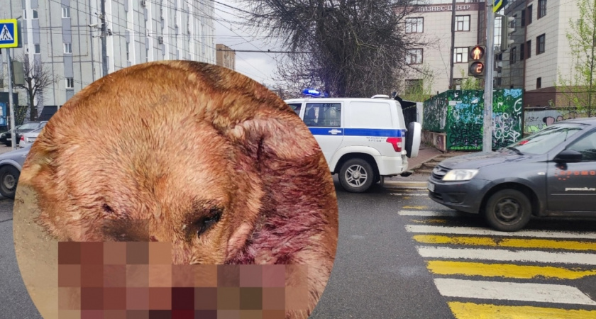 Ростовский живодёр изрубил в подвале собаку топором