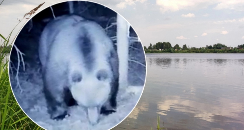 В Ярославской области медведь попался в фотоловушку