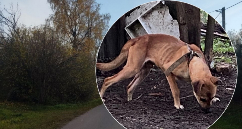 В Ярославской области горе-хозяева посадили собаку на цепь без еды и воды