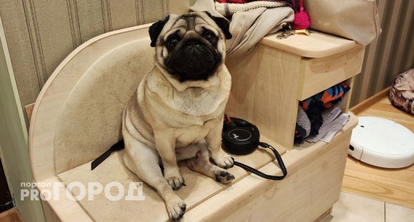 В Ярославле хотят ввести налог на прогулки с собаками по тысяче рублей