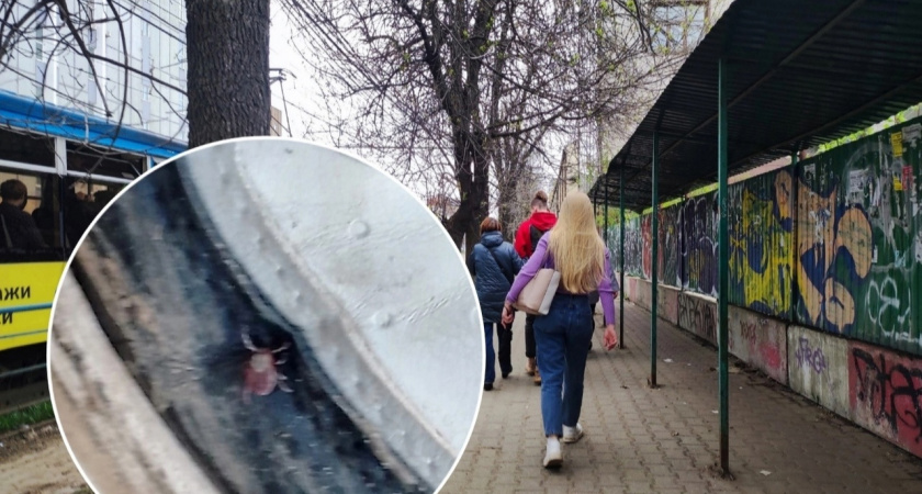 Смертоносный: назван цвет одежды, который притягивает клещей