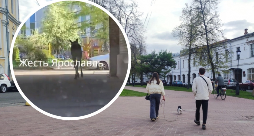 В центре Ярославля в День Победы жители заметили во дворе лося