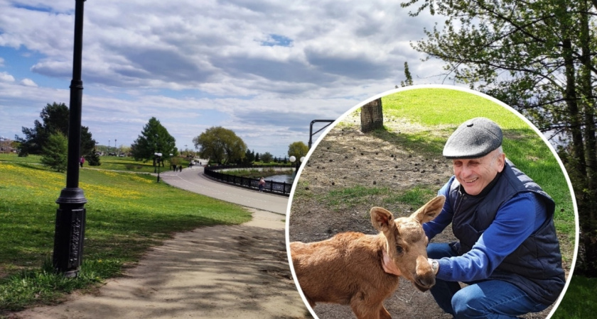 В ярославский зоопарк привезли двухнедельных лосят, потерявших маму