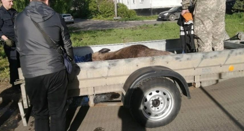 В Ярославле началось нашествие лосей