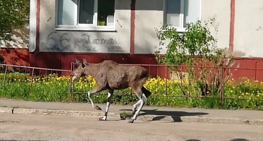 По Брагино бегает лосенок с обезвоживанием