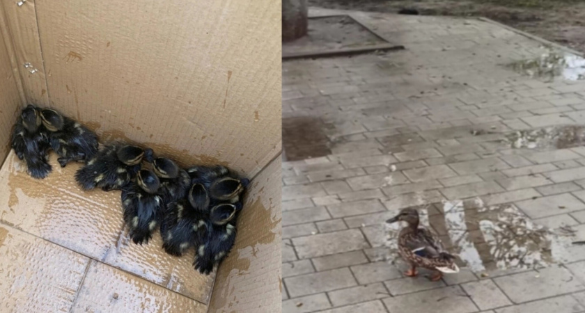 "Горе матери": в парке Мира утка ищет утят, с которыми ее разлучили чиновники