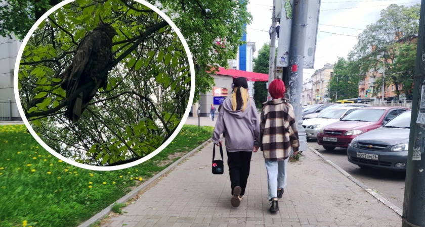 "Забитый и изнеможденный": в центре Ярославля жители заметили вымирающую птицу