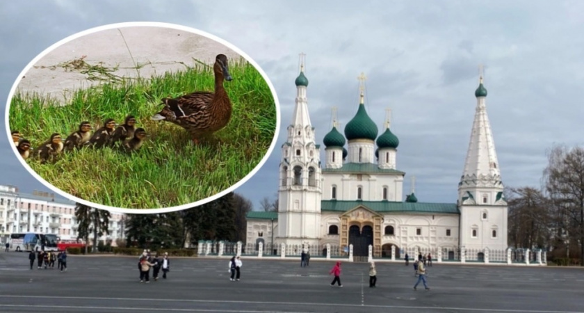 Во дворе ярославского правительства расплодились утка с селезнем
