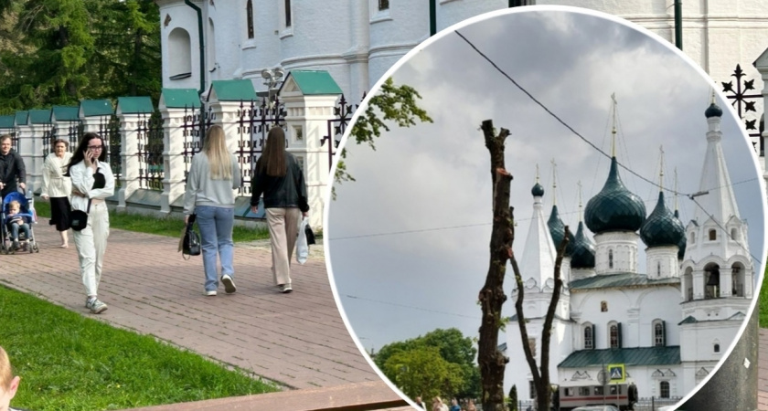 "Варварская обрезка": ярославцы недовольны видом деревьев перед Успенским Собором