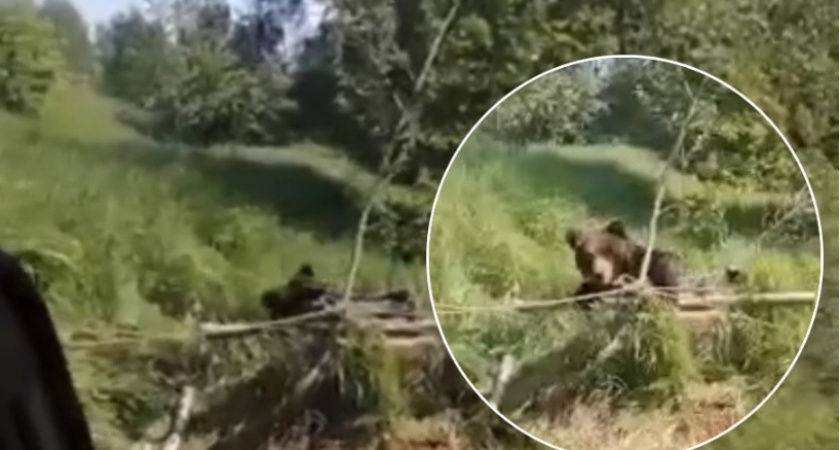 "Лапа в крови": спасение раненого медведя из колодца под Ярославлем попало на видео