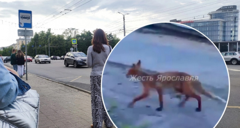 По Ярославлю продолжают прогуливаться дикие звери