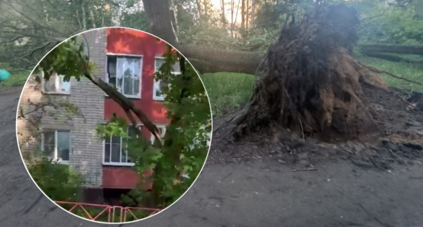 В Ярославле сломанное сильным ветром дерево повисло на проводах