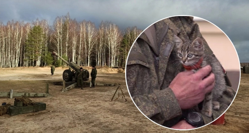 В Ярославле ищут дом котёнку с Донбасса