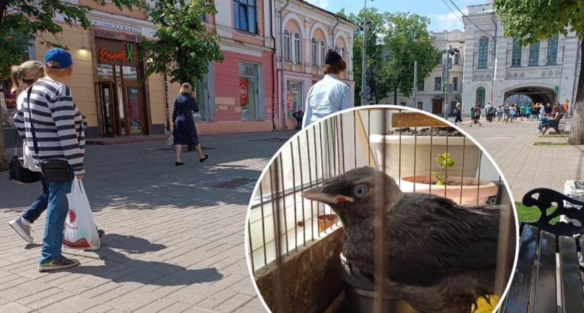 "Докурил и пнул": в Ярославле спасли избитого мужчиной птенца чайки 