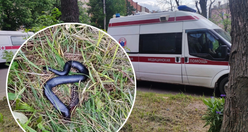 "Мучился месяц": ярославцы массово сообщают о нашествии змей  