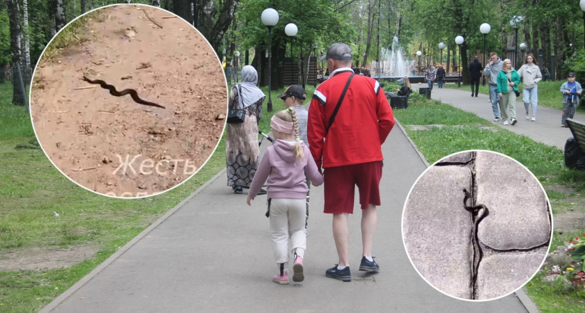 "От укуса собака умерла": ярославцы массово жалуются на заполонивших область змей