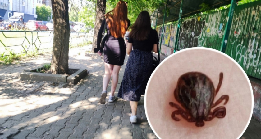 Укусил клещ: чтобы спастись, в первые 36 часов примите это лекарство