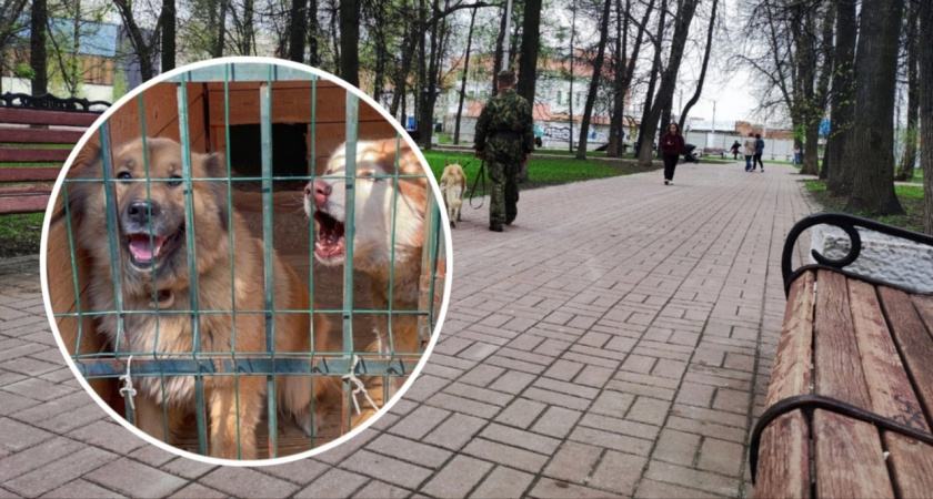 В Ярославле неизвестные ворвались в приют для собак и выпустил около 20 животных на улицу