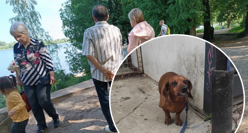 Сидит и ждет: брошенная у магазина под Ярославлем собака отказывается уходить без хозяина