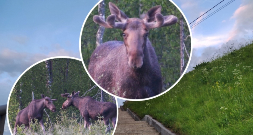 В Ярославской области запечатлели могучих лесных красавцев