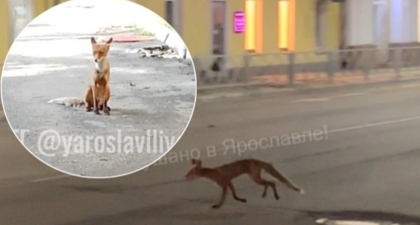 "Сбежала из концлагеря": ярославцев просят накормить бегающую в центре худую лису