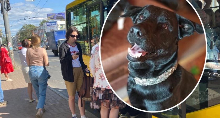 "Замотало на колесо и отбросило": в Ярославле ищут сбитого маршруткой испуганного пса