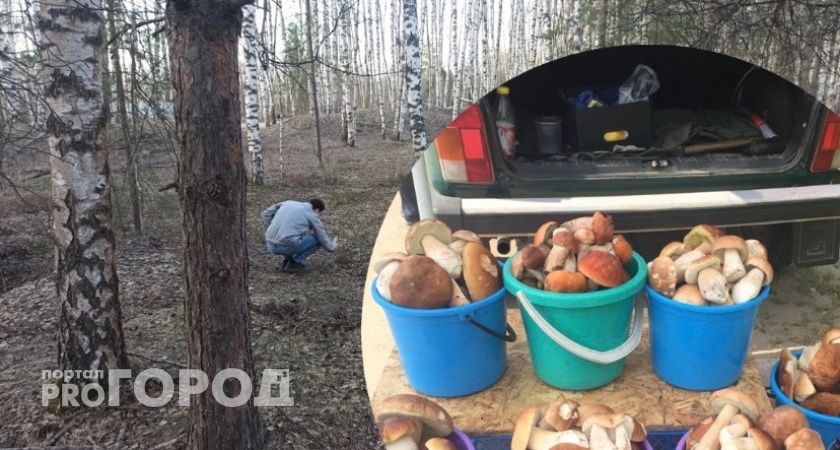 Ярославна собрала в лесу под Ростовом целый багажник белых грибов