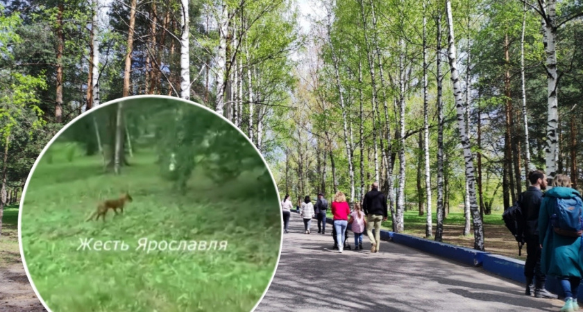 В Ярославском парке "Подзеленье" запечатлели лису